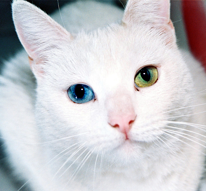 Cat Eyes por Jorge Barrios - Obra do próprio. Licenciado sob Public domain, via Wikimedia Commons - 